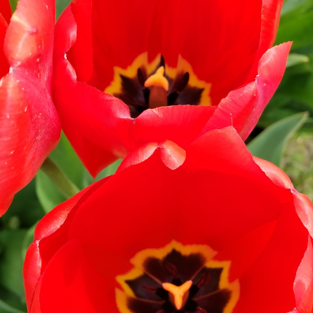 Meet your Posher, Natasha